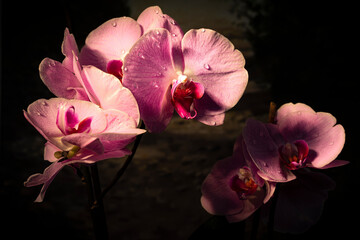 Orchidea rosa