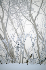 Winter Frozen Trees
