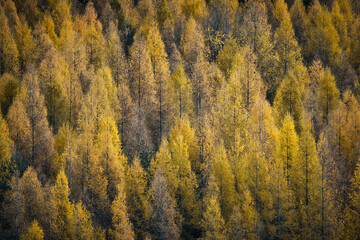 Arbres d'automne