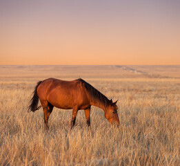 Horse grazing in evening pasture