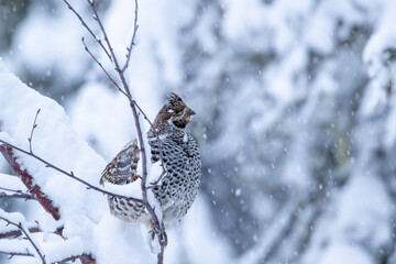 Hazel grouse (Tetrastes bonasia) perched on a snowy branch during snowfall in Finnish forest, Northern Europe - 678721387