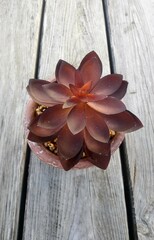 A red colored echeveria succulent plant in a pot on white wooden table. Top view shot. 