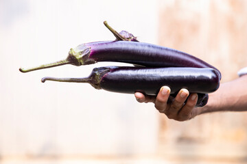 Fresh organic vegetables Brinjal on hand holding with Shallow depth of field