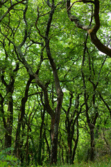 sentier autour de l'abbaye d'Aiguebelle