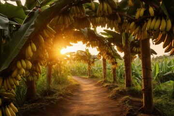 bananas trees farm at sunset
