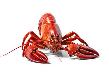 seafood, lobster isolated on transparent background, png file - obrazy, fototapety, plakaty