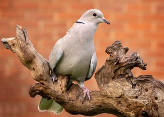 Collard Dove Perched on a Log