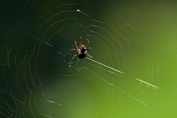Garden spider orb weaver, Araneus diadematus on his spider web. Isolated on green blurred...