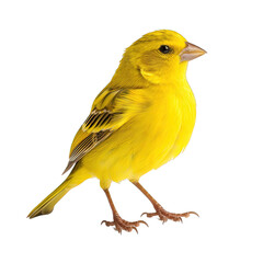 Fototapeta premium Yellow Robin Isolated