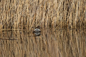 portrait of little grebe in the reeds