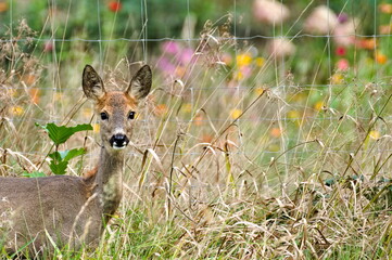 Capreolus capreolus european roe deer just noticed photographer on a field. Early autumn, sunny day. Czech republic nature.	
