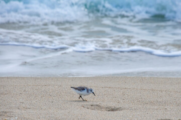 Maçarico-branco (Calidris alba) | Sanderling