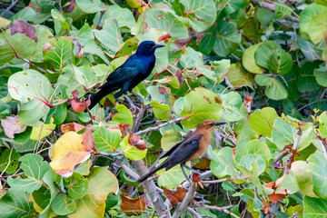 Iraúna-americana (Quiscalus major) | Boat-tailed Grackle