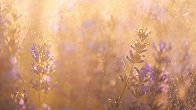 Beautiful lavender flowers under splashes of rain on sunrise