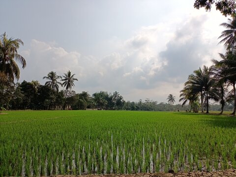 views of pady rice field in Indonesia