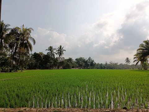 views of pady rice field in Indonesia