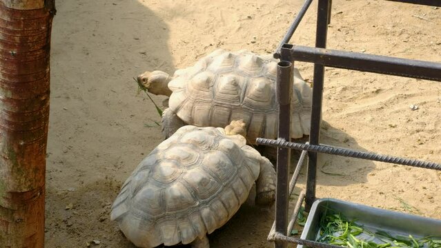 The Turtle is walking in the zoo
