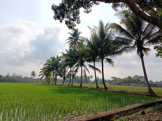 views of pady rice field in Indonesia