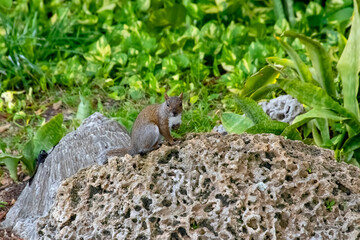 Esquilo-Cinzento-Oriental (Sciurus carolinensis) | Eastern Gray Squirrel