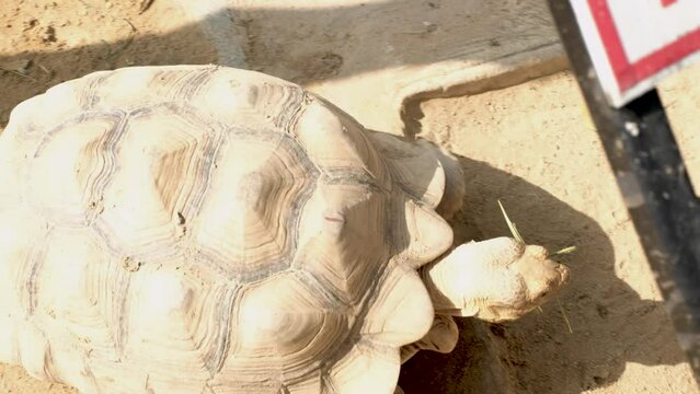 The Turtle is walking in the zoo