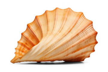 spiral seashell, marine mollusk isolated on transparent background, cut out png file