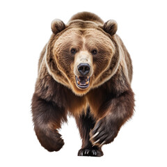 front view of a bear animal running towards the camera on a white transparent background 