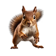 front view of a squirrel animal running towards the camera on a white transparent background 