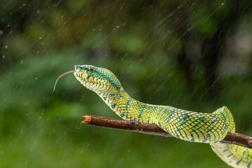 Tropidolaemus subannulatus, Bornean keeled green pit viper is a venomous pit viper species native to Indonesia
