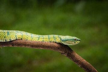 Tropidolaemus subannulatus, Bornean keeled green pit viper is a venomous pit viper species native to Indonesia