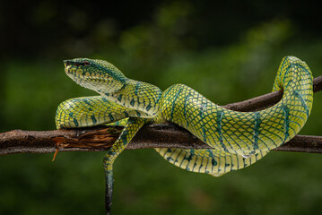 Tropidolaemus subannulatus, Bornean keeled green pit viper is a venomous pit viper species native...