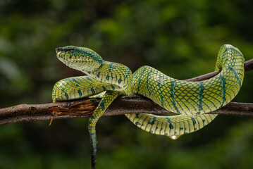 Tropidolaemus subannulatus, Bornean keeled green pit viper is a venomous pit viper species native...