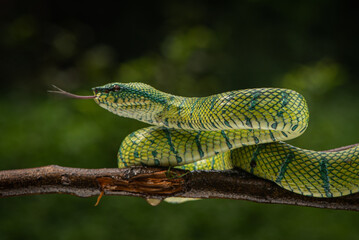 Tropidolaemus subannulatus, Bornean keeled green pit viper is a venomous pit viper species native to Indonesia