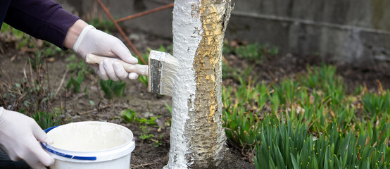 a male farmer covers a tree trunk with protective white paint against pests.