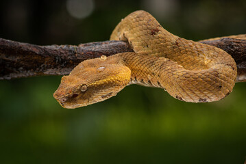 Craspedocephalus puniceus is a venomous pit viper species endemic to Indonesia and common names include flat nosed pit viper and ashy pit viper.