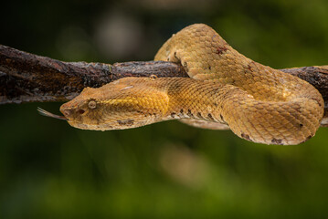 Craspedocephalus puniceus is a venomous pit viper species endemic to Indonesia and common names include flat nosed pit viper and ashy pit viper.