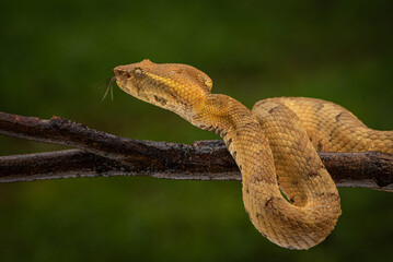 Naklejka na ściany i meble Craspedocephalus puniceus is a venomous pit viper species endemic to Indonesia and common names include flat nosed pit viper and ashy pit viper.
