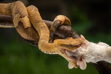 Craspedocephalus puniceus is a venomous pit viper species endemic to Indonesia and common names include flat nosed pit viper and ashy pit viper.