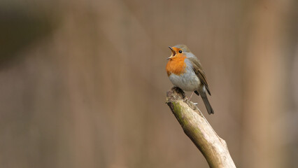 robin on branch