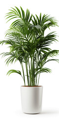 Kentia Palm Tree in pot. Houseplant isolated on white background with clipping path.