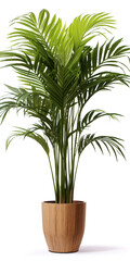 Fototapeta na wymiar Kentia Palm Tree in pot. Houseplant isolated on white background with clipping path.