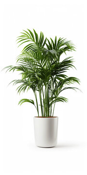 Kentia Palm Tree in pot. Houseplant isolated on white background with clipping path.