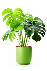 Mons tera Palm Tree in pot. Houseplant isolated on white background with clipping path.