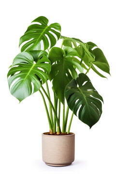 Mons tera Palm Tree in pot. Houseplant isolated on white background with clipping path.