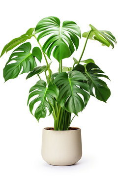 Mons tera Palm Tree in pot. Houseplant isolated on white background with clipping path.