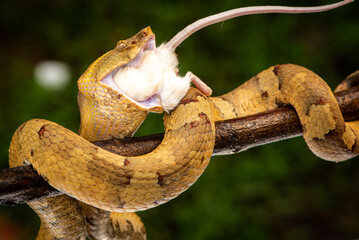 Craspedocephalus puniceus is a venomous pit viper species endemic to Indonesia and common names include flat nosed pit viper and ashy pit viper.