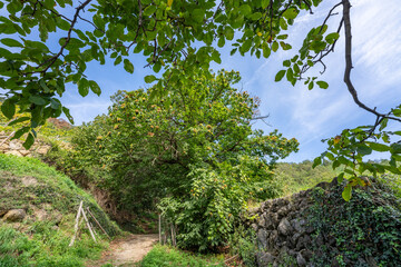 Algunder Waalweg - Meran - Südtirol - Italien