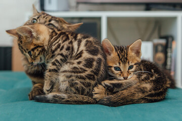 Three cute one month old bengal kittens sitting on the sofa in the house