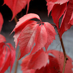 Climbing plant, wild vine, branches with red leaves in autumn, beauty of nature.