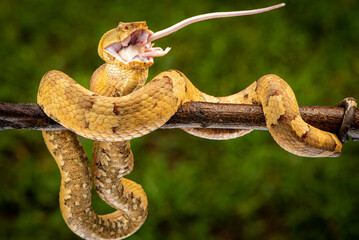 Craspedocephalus puniceus is a venomous pit viper species endemic to Indonesia and common names include flat nosed pit viper and ashy pit viper.