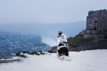 A majestic Australian Shepherd surveys a snowy landscape with an ancient castle backdrop. This...